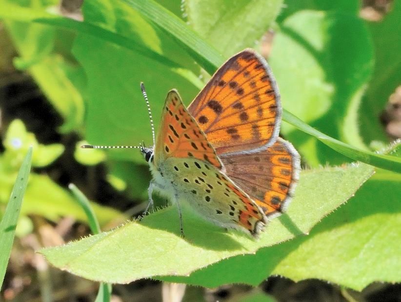 Lycaena tityrus (femmina)