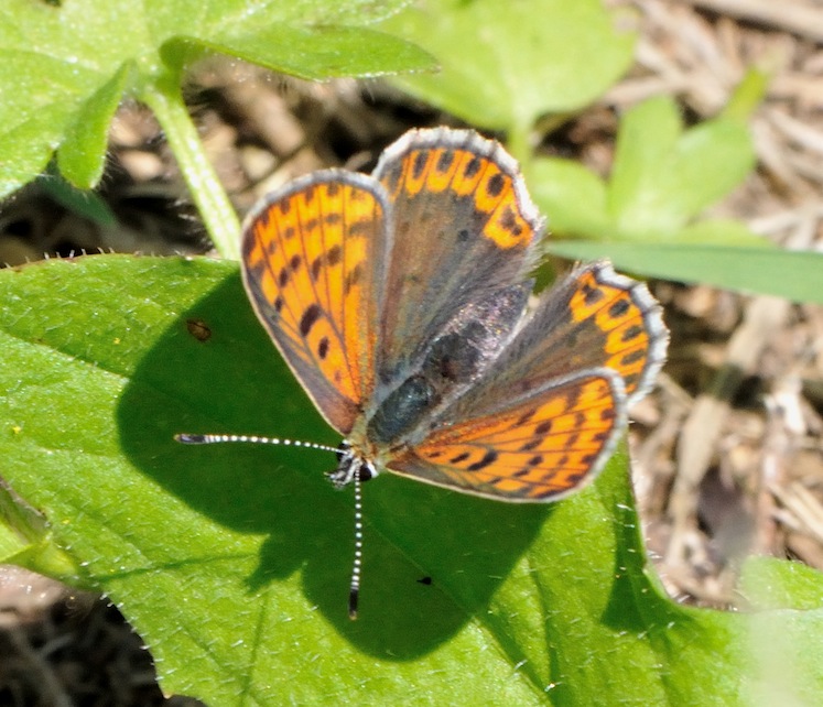 Lycaena tityrus (femmina)