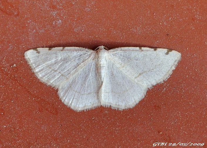 Geometridae da identificare - Stegania trimaculata