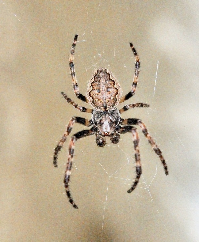 Nuctenea umbratica