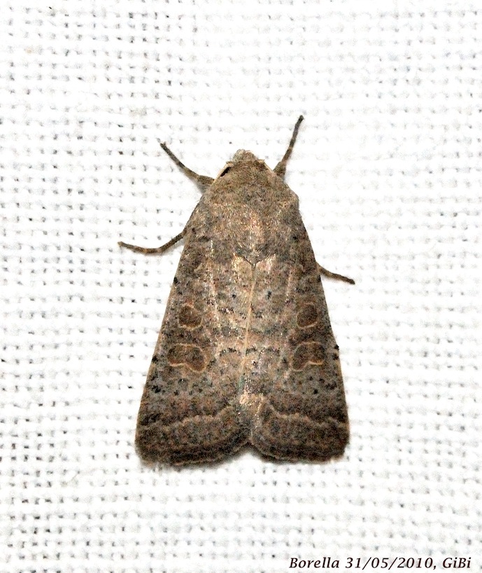 Hoplodrina ambigua ?