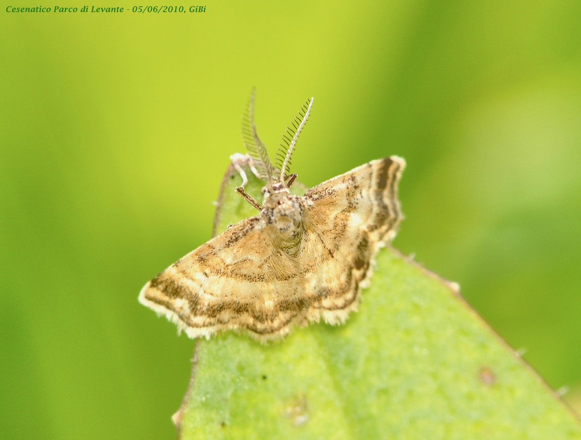 Farfallina ostica: chi ? - Emmiltis pygmaearia