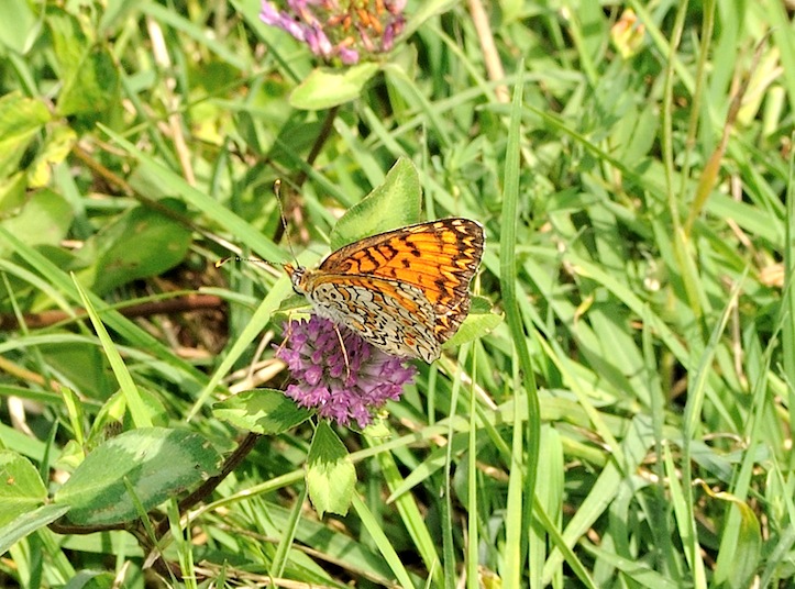 Melitaea phoebe ?