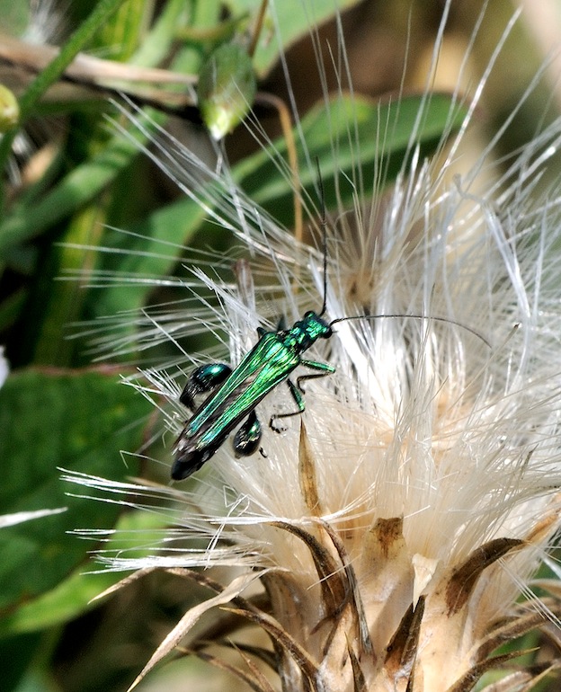 Oedemera nobilis?