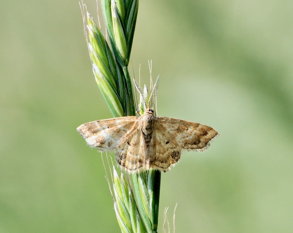 Farfallina ostica: chi ? - Emmiltis pygmaearia