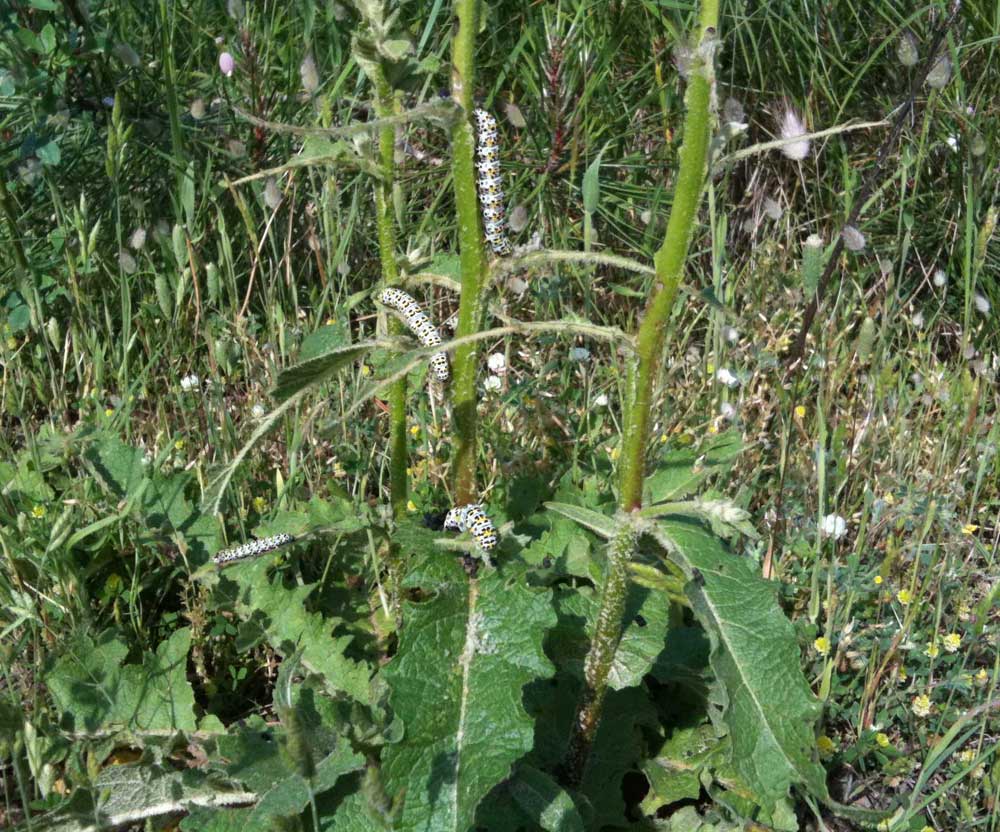 Bruchi da identificare