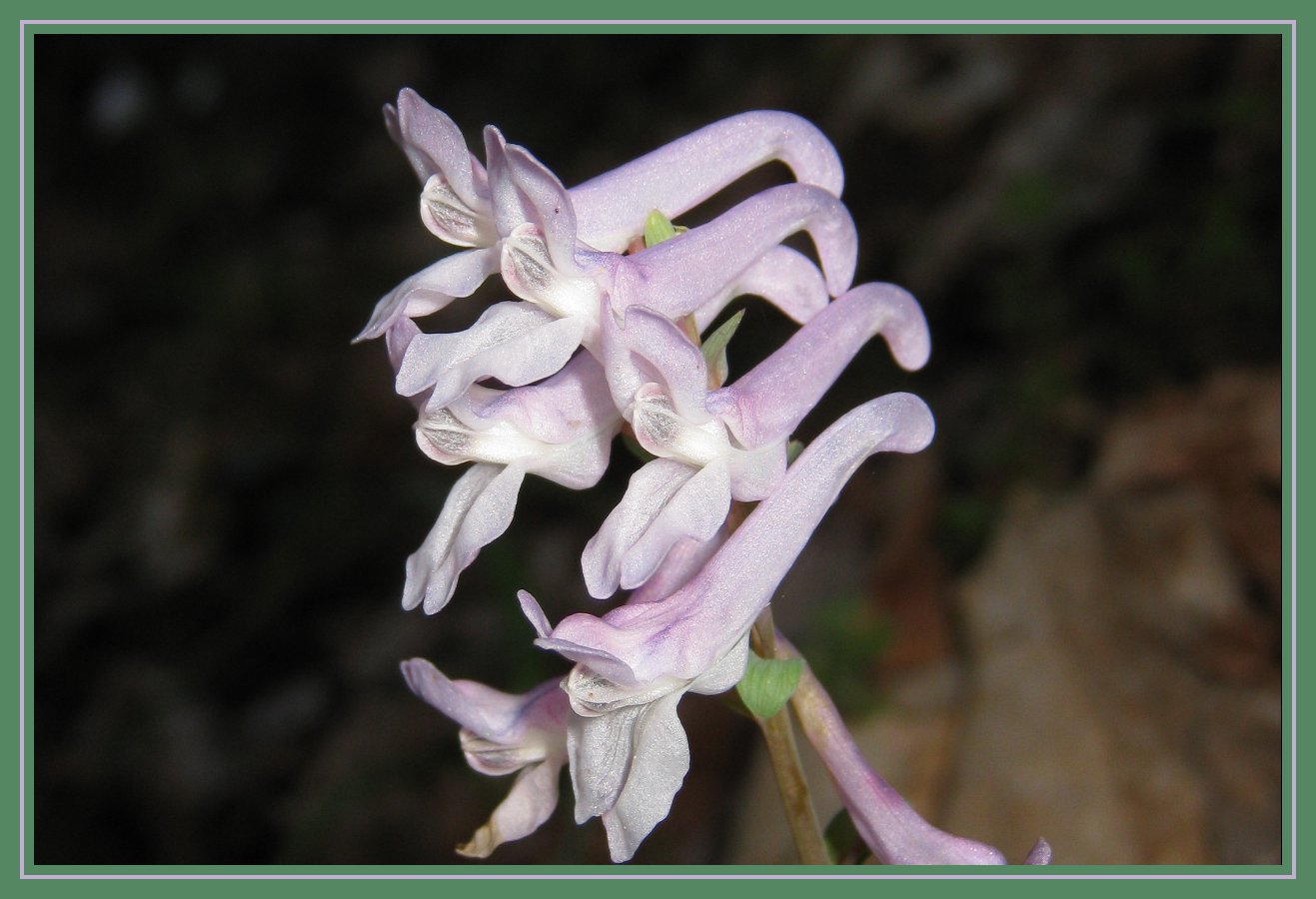 Corydalis cava