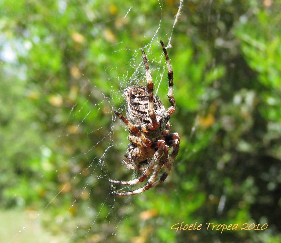 Araneus sp.