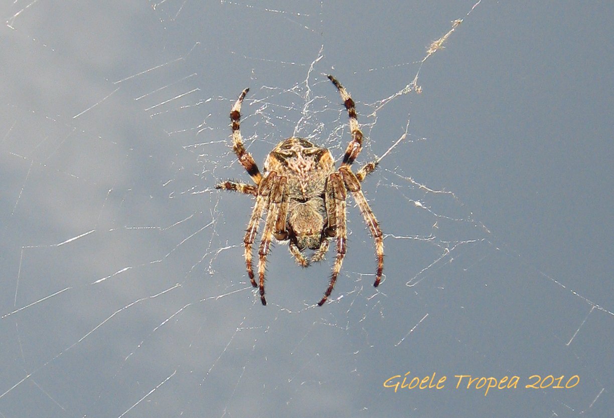 Araneus sp.