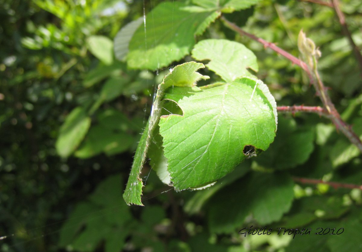Araneus sp.