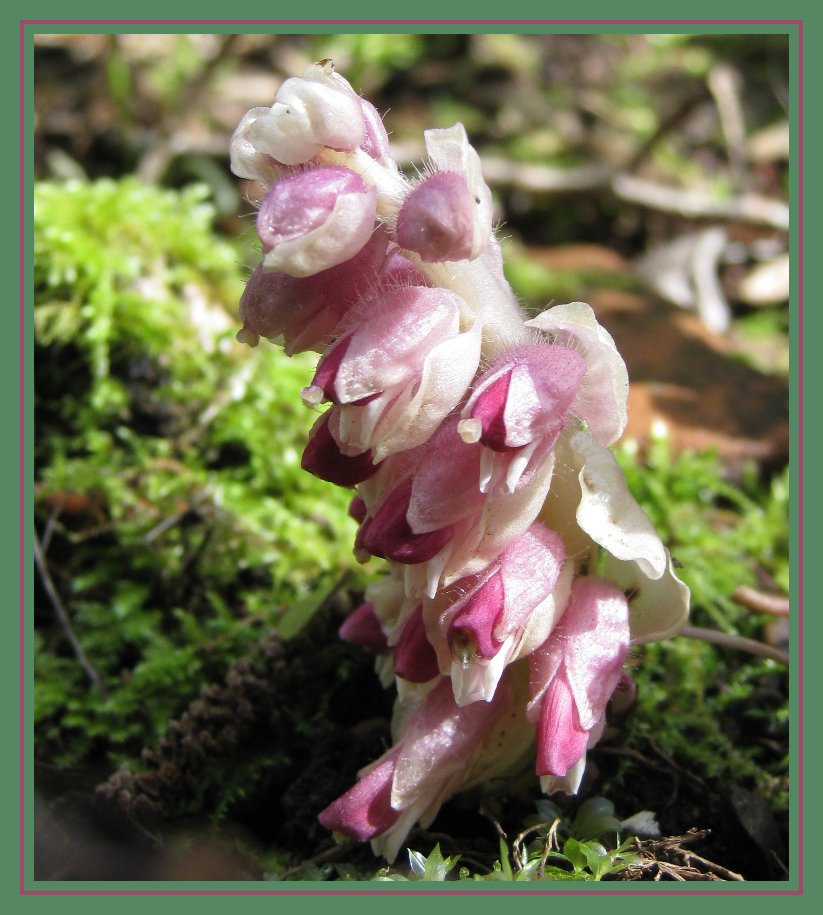 Lathrea squamaria