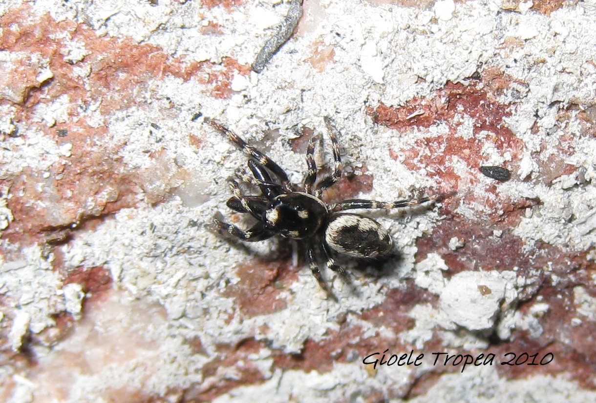 Salticus sp.
