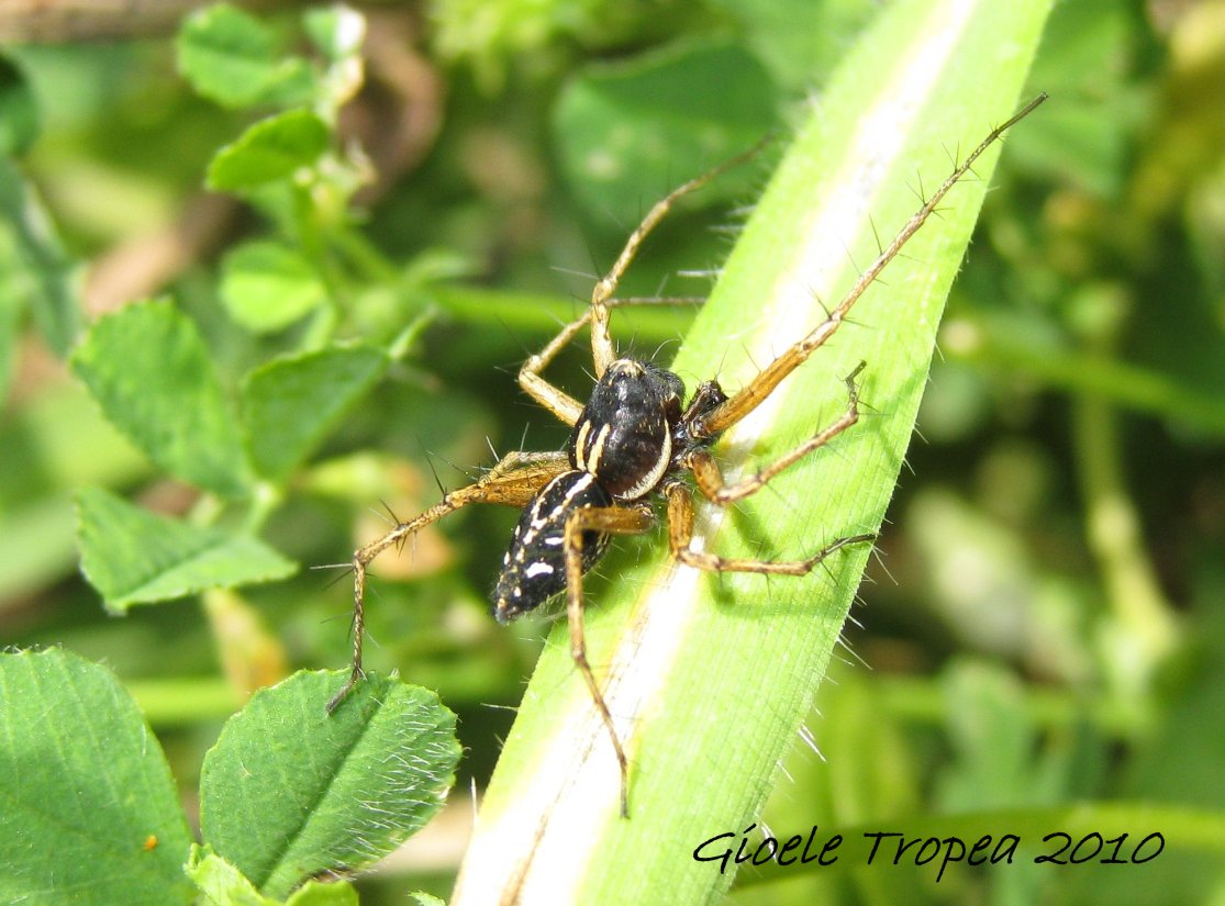 Oxyopes sp.