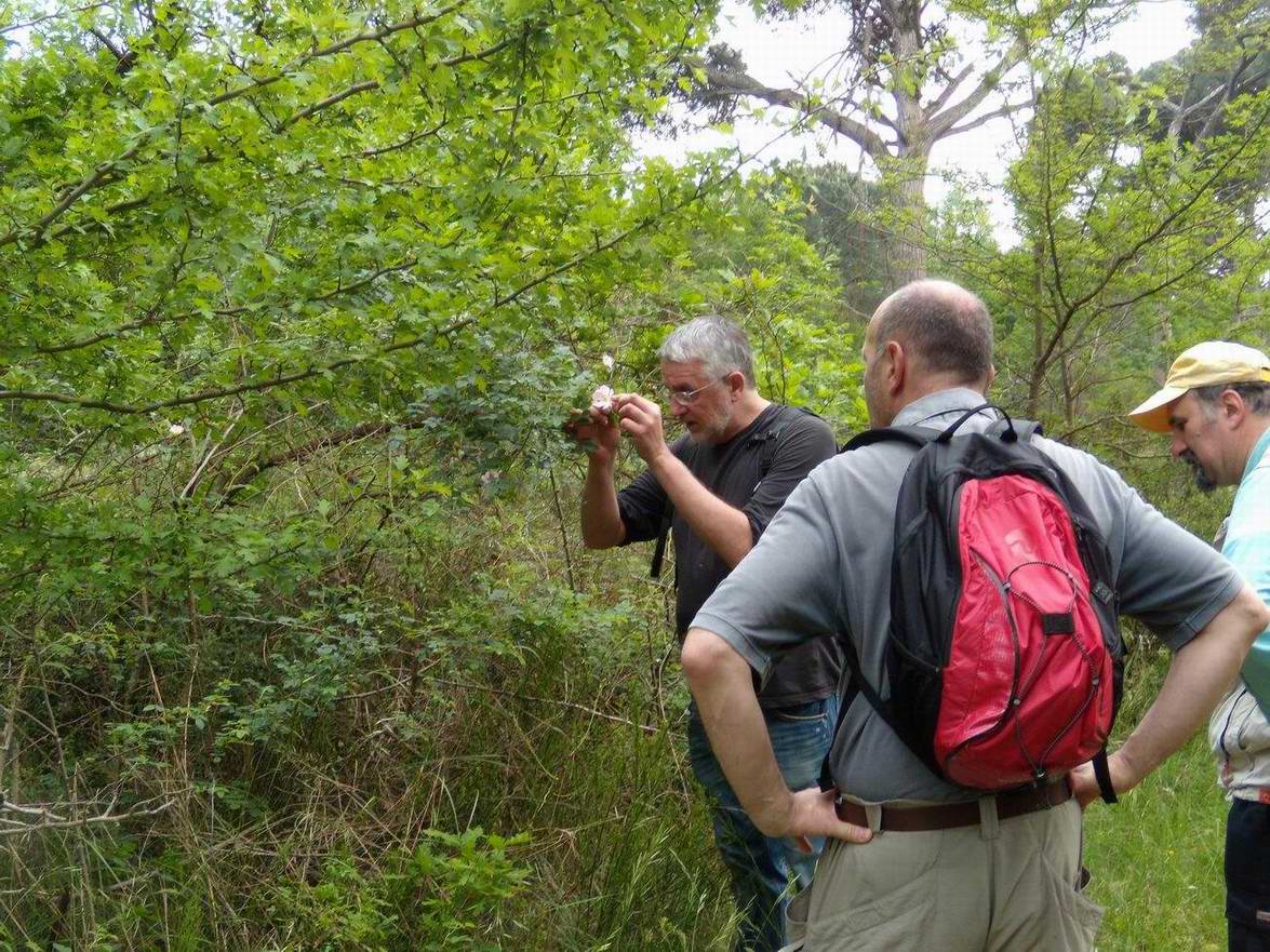 Escursione NM nella divina foresta spessa e viva