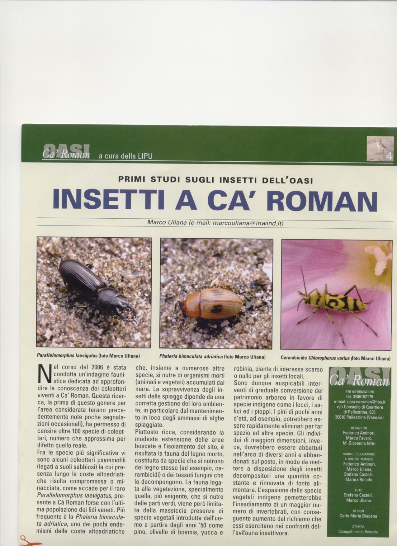 Scarites laevigatus