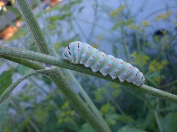 Papilio machaon