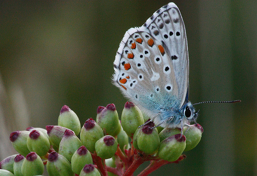 .Lycaenidae?