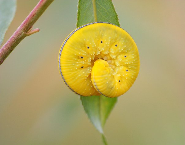 larva di... -  cf. Cimbex sp. - Cimbicidae