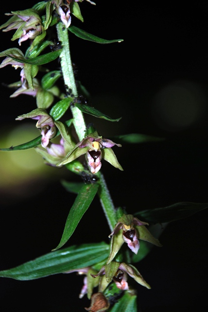 Epipatics helleborine