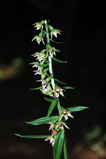 Epipatics helleborine