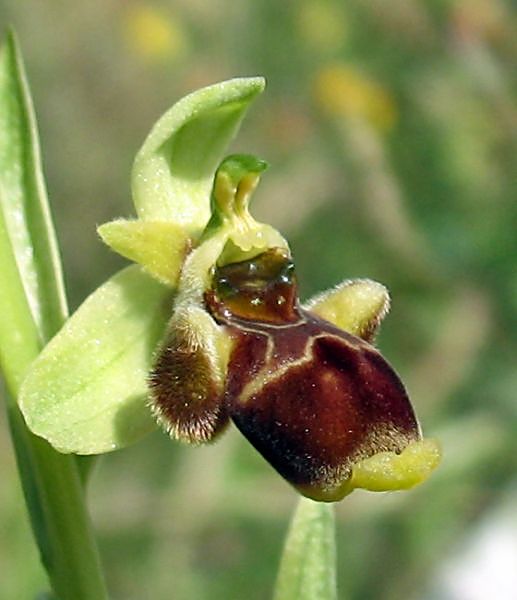 Ophrys scolopax