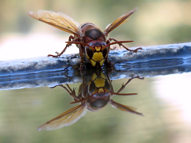 Api  ... alla fontana nel mio giardino