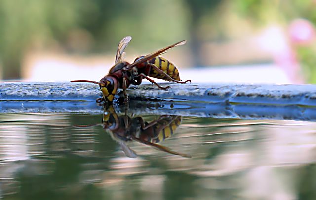 Api  ... alla fontana nel mio giardino