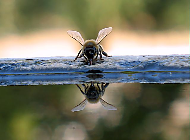 Api  ... alla fontana nel mio giardino