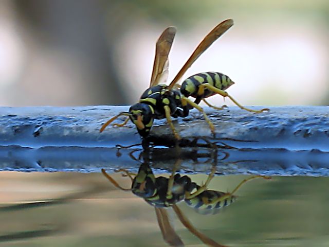 Api  ... alla fontana nel mio giardino