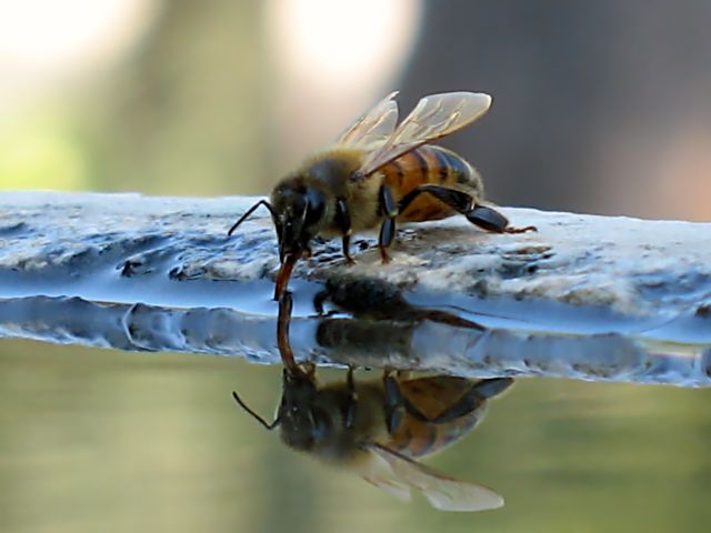 Api  ... alla fontana nel mio giardino