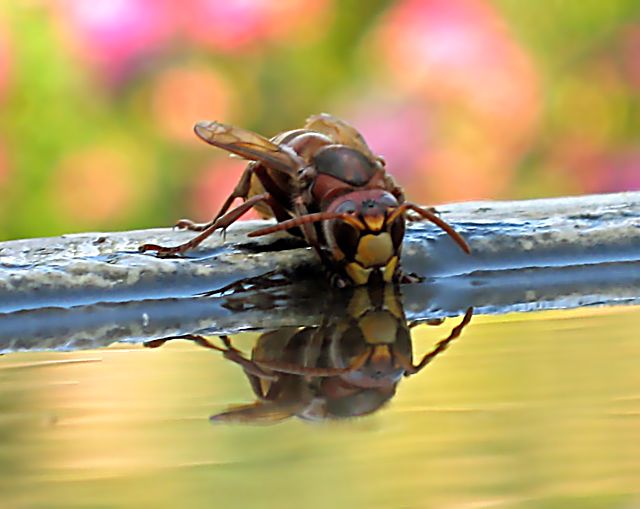 Api  ... alla fontana nel mio giardino