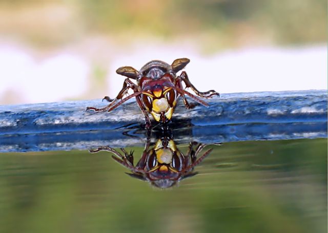 Api  ... alla fontana nel mio giardino