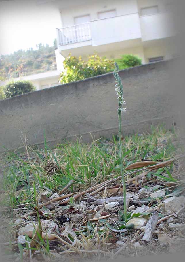 Spiranthes spiralis, l''ultima orchidea della stagione