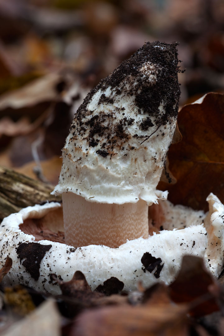 Ritrovamenti di domenica