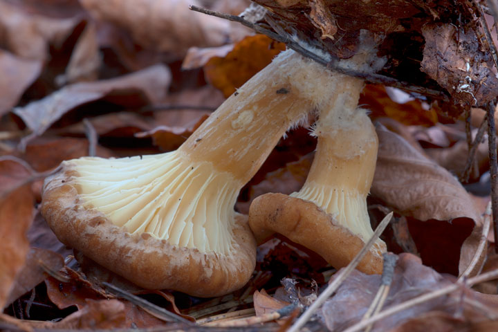 Clitocybe sp. (sinopica)?