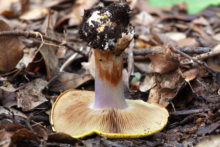 Cortinarius sp.