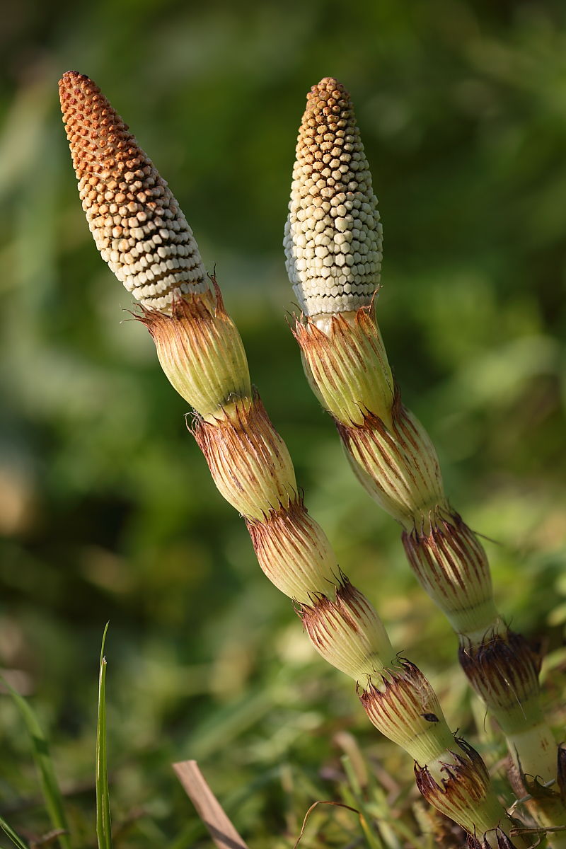 Equisetum telmateja