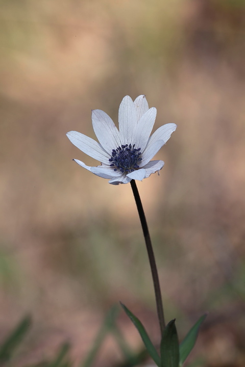 Anemone hortensis
