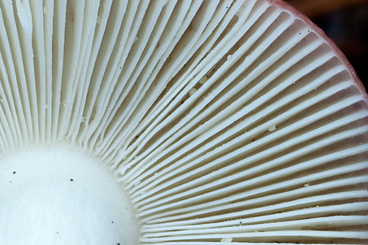 Russula sp.