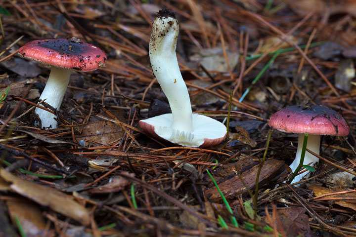 Russula sp.