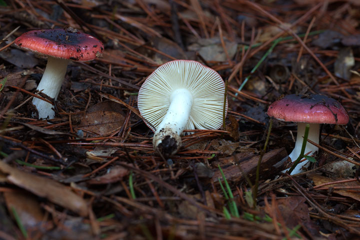 Russula sp.