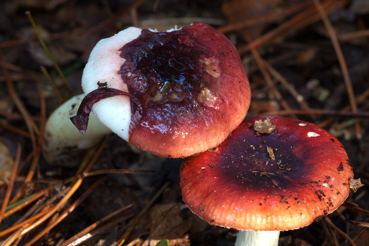 Russula insignis?