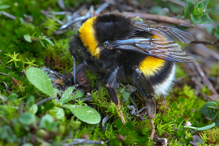 Bombus terrestris (Apidae)