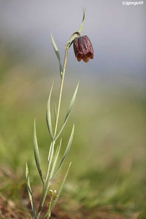 Fritillaria montana