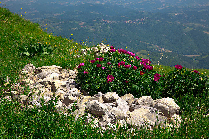 Androsace villosa e Paeonia officinalis subsp. italica