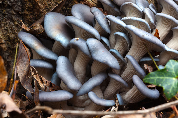 Ritrovamenti di domenica
