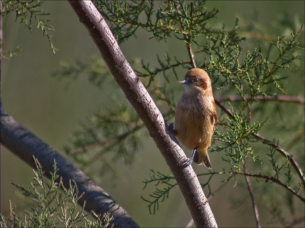 Passeriformi al CHM di Ostia (identificazione)