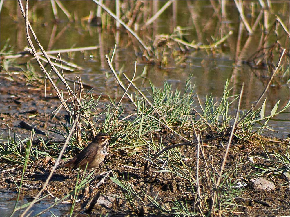 Passeriformi al CHM di Ostia (identificazione)