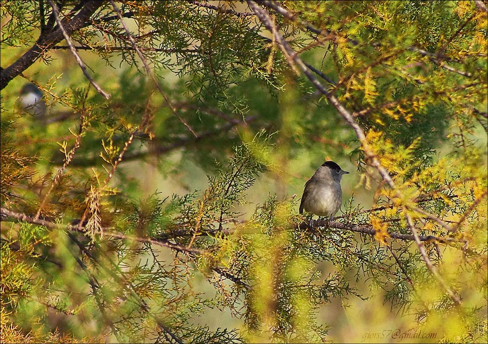 Passeriformi al CHM di Ostia (identificazione)