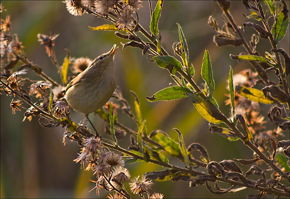 Passeriformi al CHM di Ostia (identificazione)